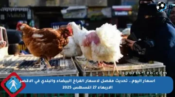 أسعار اليوم.. تحديث مفصل لأسعار الفراخ البيضاء والبلدي في الأقصر الأربعاء 27 أغسطس 2025